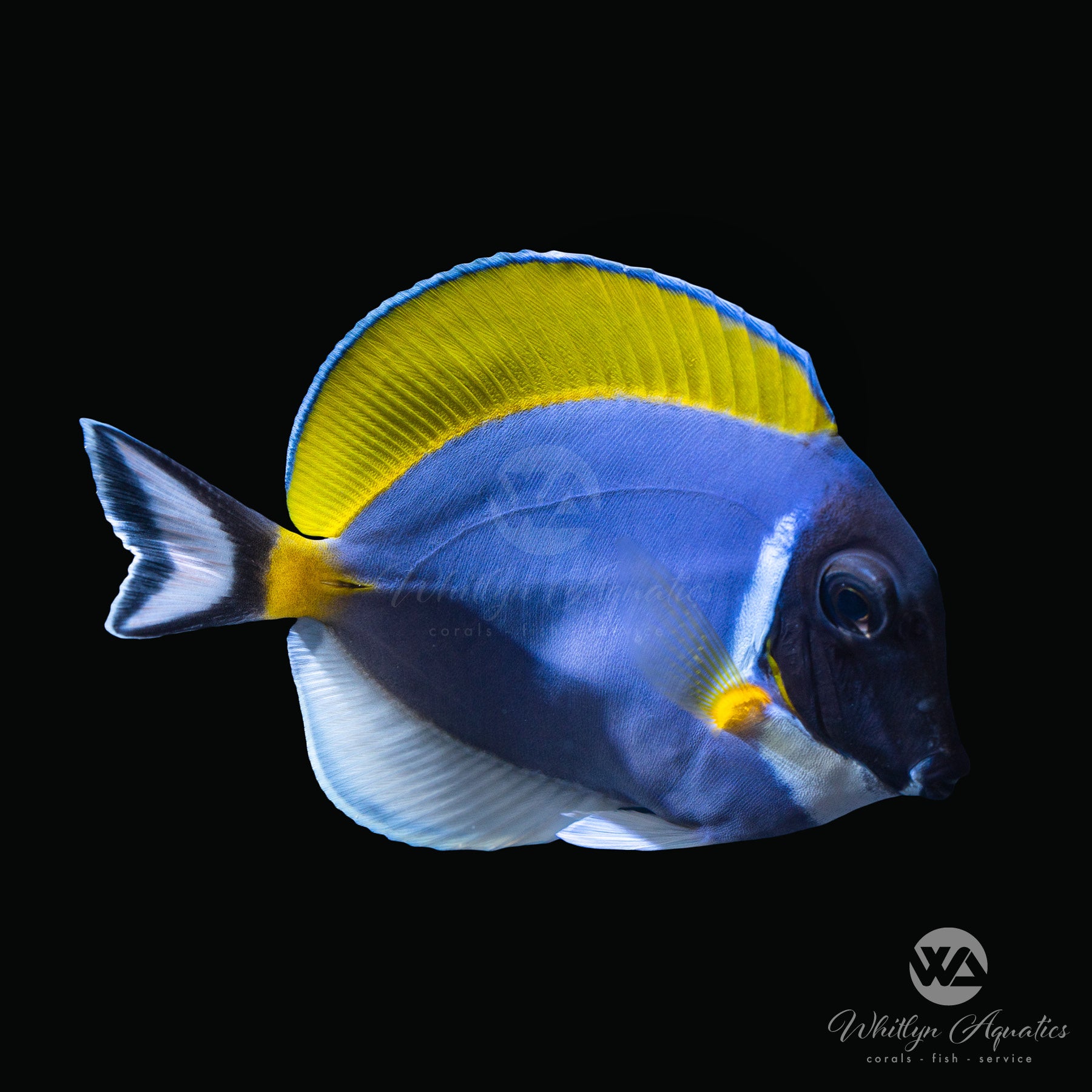 Powder Blue Tang Fish (Acanthurus leucosternon) - Saltwater Aquarium Fish for Reef Tanks & Marine Aquascaping