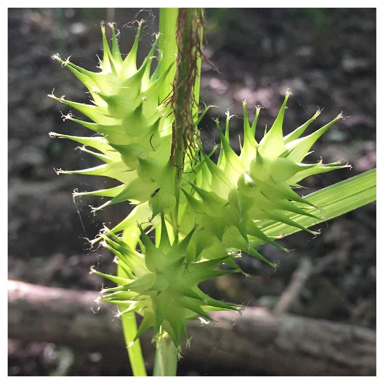 Everwilde Farms - 1/4 Lb Common Hop Sedge Native Grass Seeds - Gold Vault Packaging - Ideal for Landscaping, Erosion Control & Wildlife Habitats