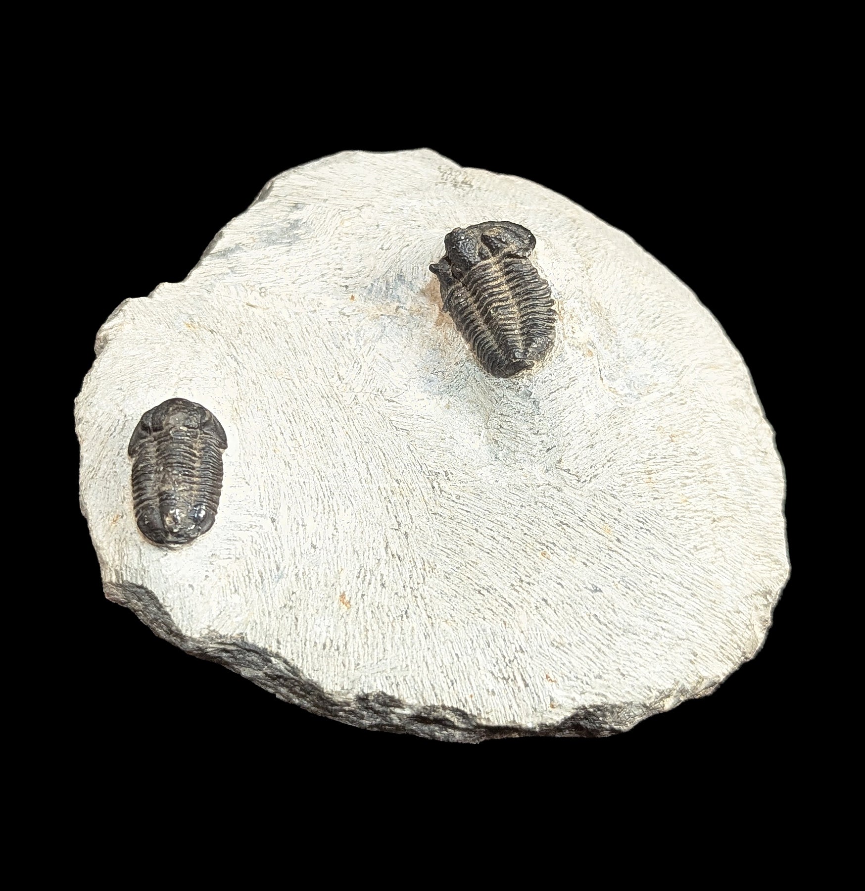 Authentic Fossil Trilobite Phacops Drotops Specimen in Matrix - Perfect for Home Decor, Classroom Education & Paleontology Collections