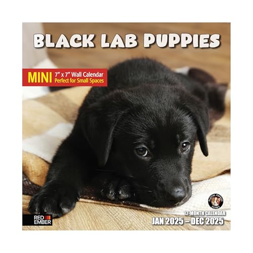 07A - Black Lab Puppies