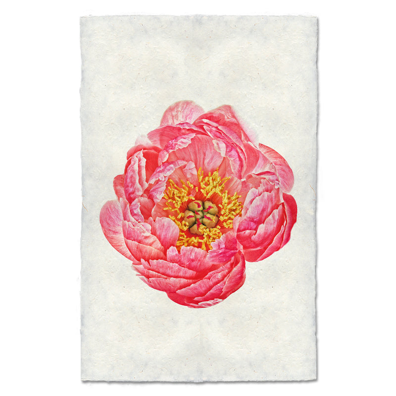 Beautiful Coral Peony Art Print - Floral Wall Decor for Living Room, Bedroom & Office - Perfect for Home Decor & Gifts