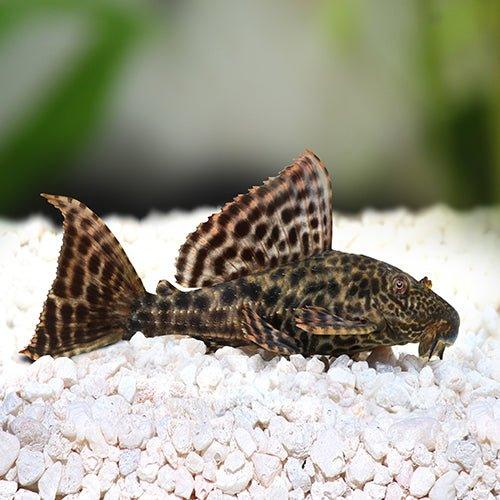 Plecostomus Fish (Hypostomus plecostomus) - Best Algae Eater for Freshwater Aquariums | Perfect for Home Fish Tanks & Aquarium Cleaning