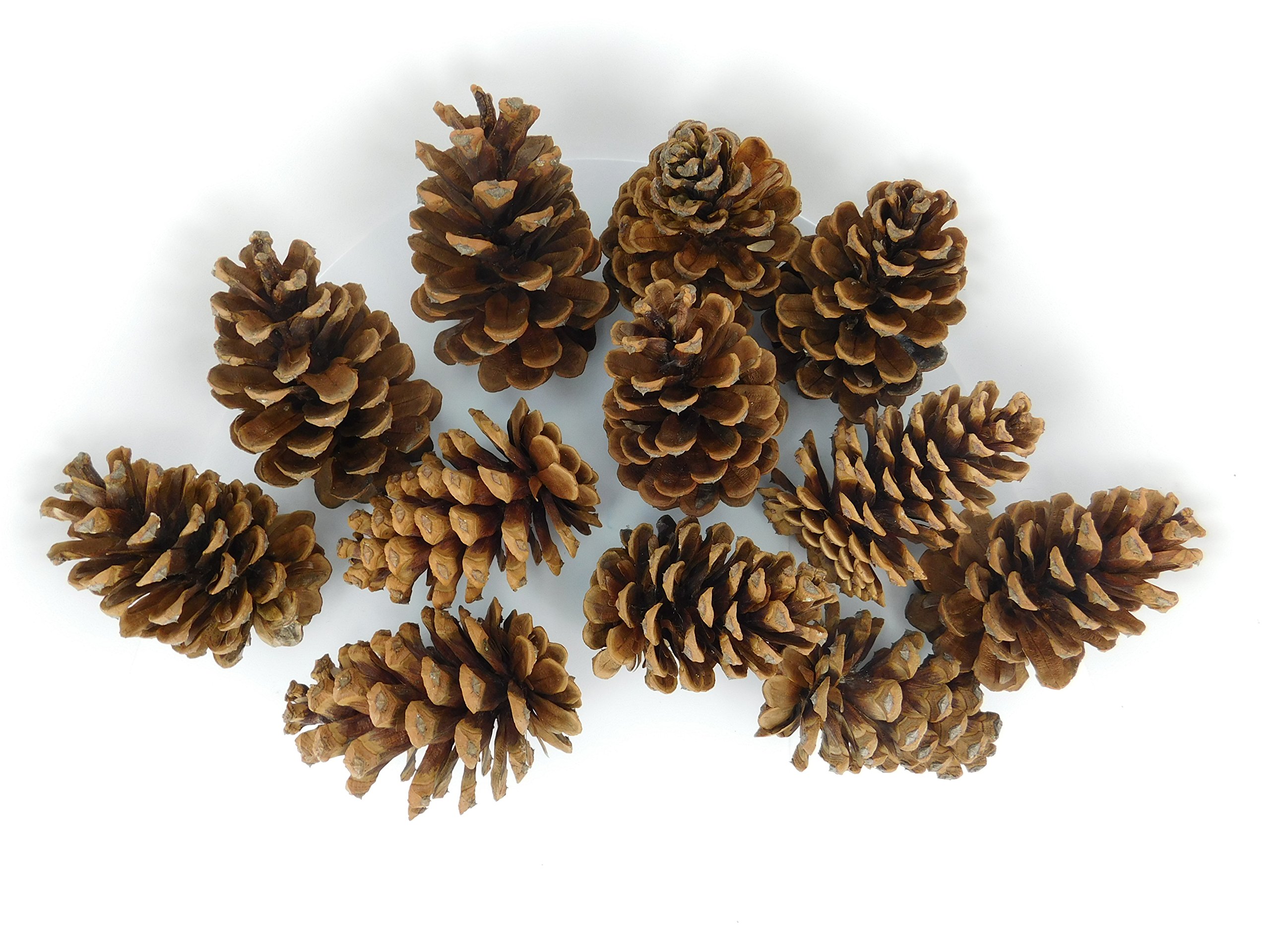 12 Ponderosa Natural Pine Cones 3