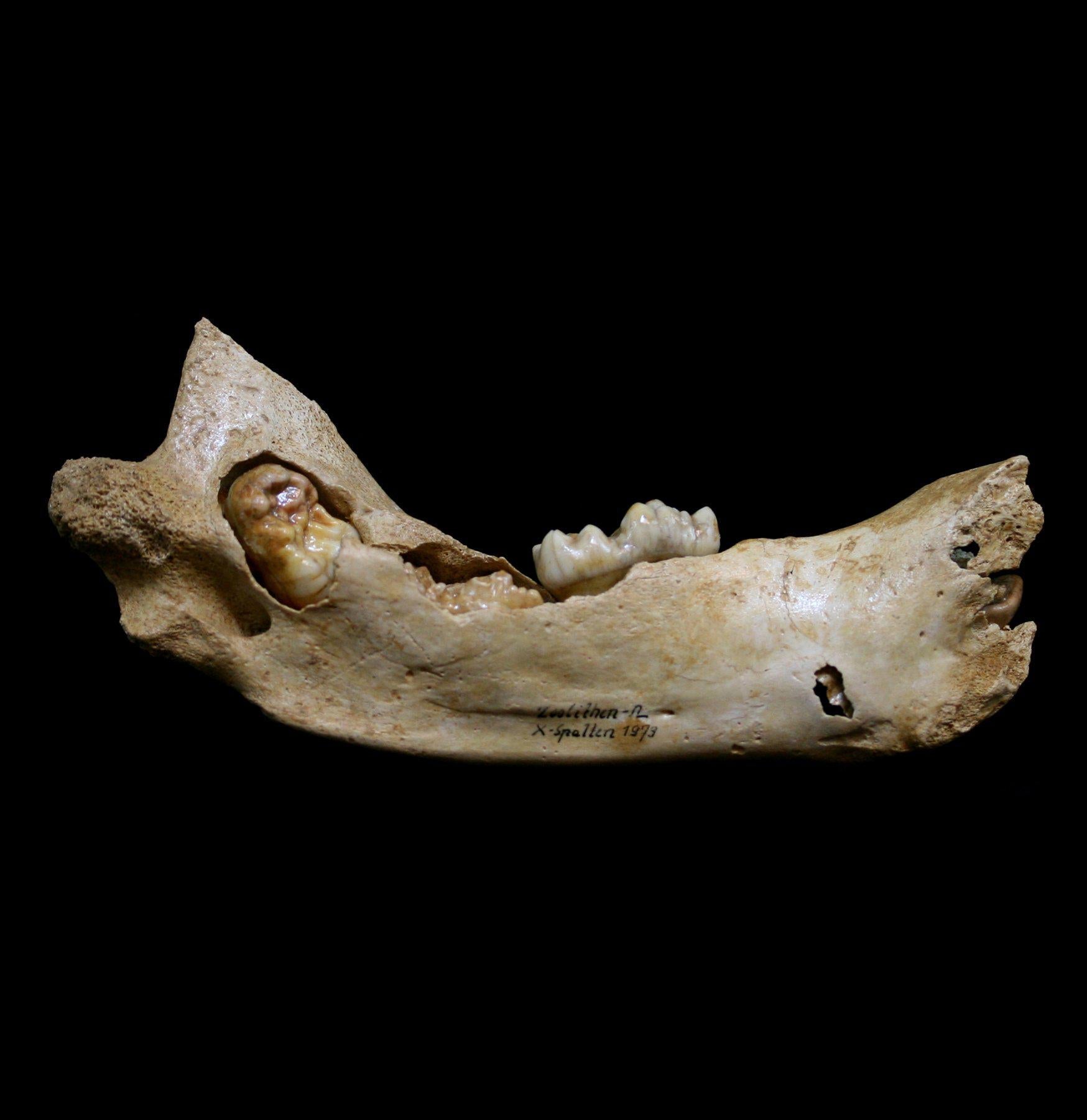 Fossilized Juvenile Cave Bear Lower Jaw - Authentic Ice Age Fossil for Collectors, Museums & Educational Displays