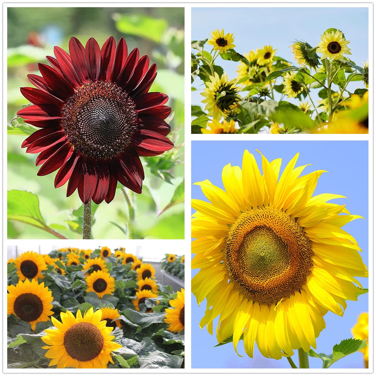 100 Sunflower Seeds Variety Pack - Non-GMO Sunflower Seeds for Planting, Gardening & Landscaping | Grow Beautiful Sunflowers in Your Backyard, Garden or Patio