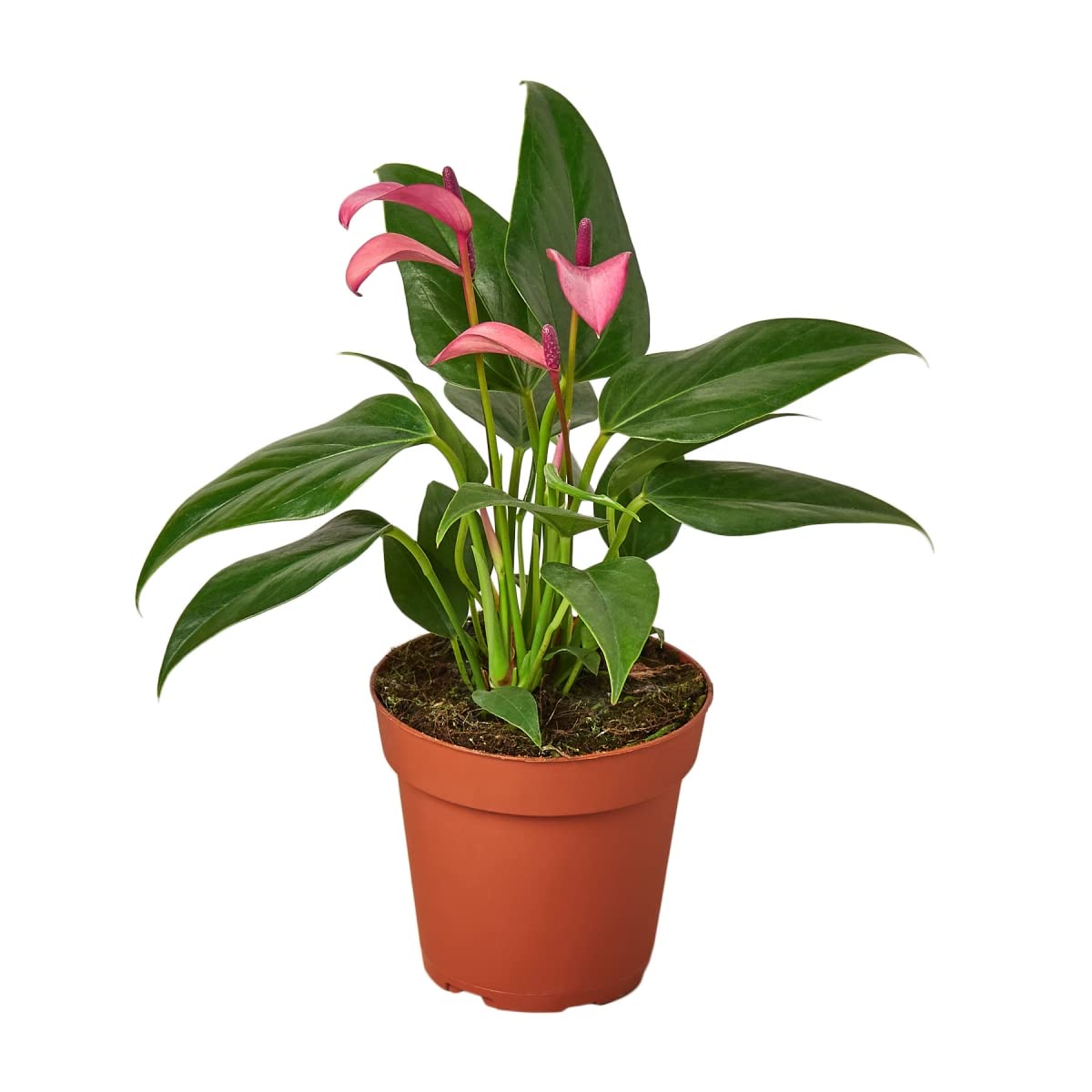4-Inch Purple Anthurium House Plant in Pot - Live Indoor Tropical Flowering Plant for Home Decor, Office Desk, Gift & Wedding Centerpiece