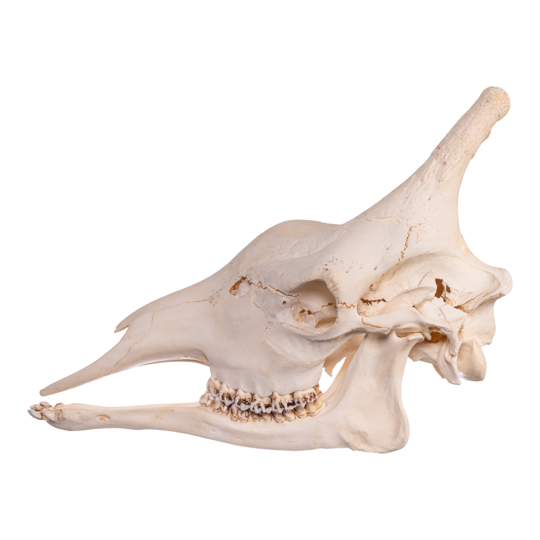 Authentic Southern Giraffe Skull - Rare Taxidermy Specimen for Home Decor, Educational Display & Unique Gift for Wildlife Enthusiasts