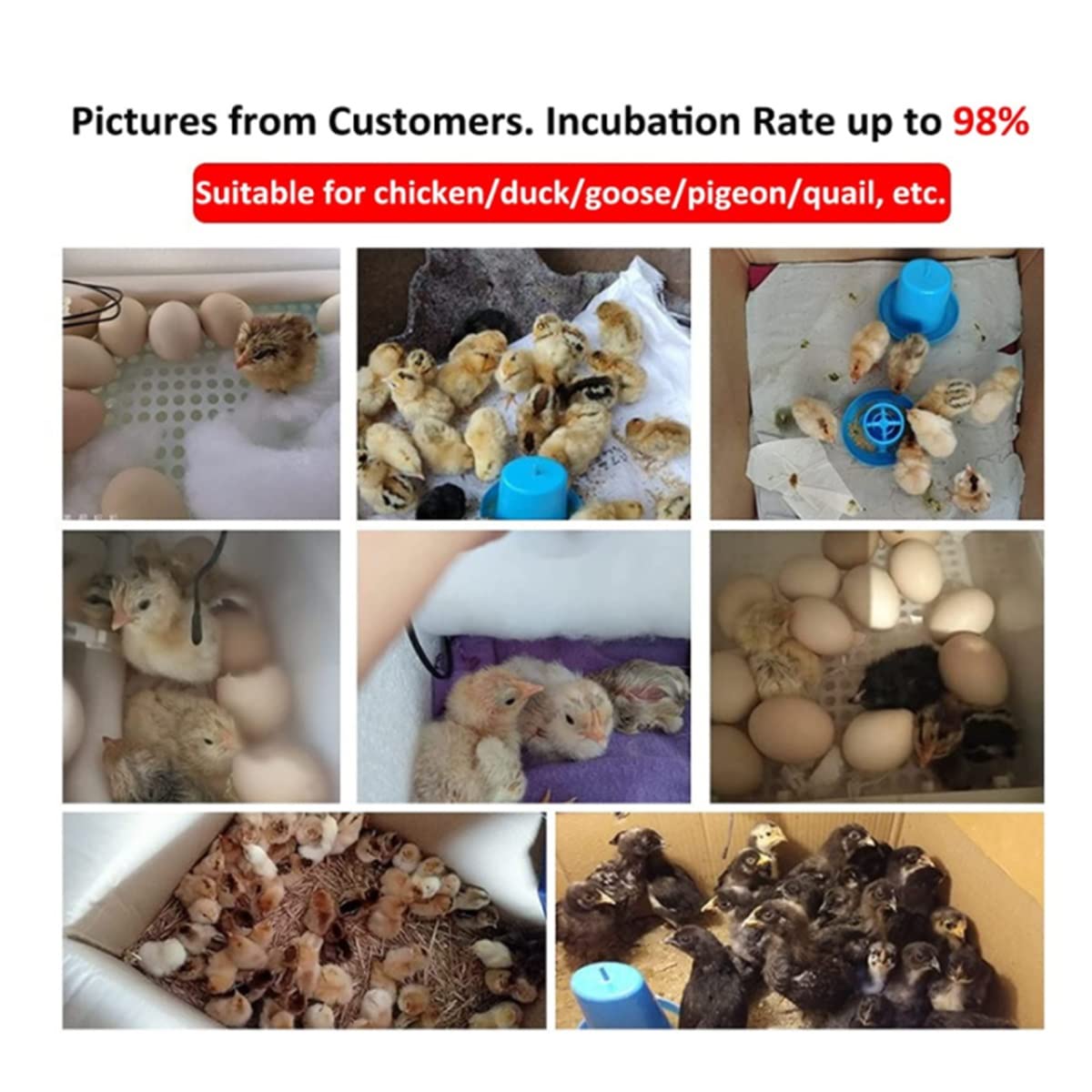 Digital Mini Automatic Egg Incubator for 6 Eggs - Temperature Control & Auto Egg Turner for Hatching Chicken, Turkey, Goose, Quail - Perfect for Home Poultry Farming & Backyard Hatching Projects