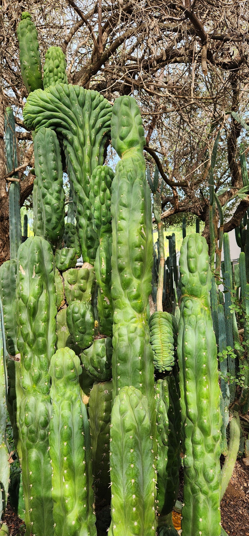 TPM Cactus Cuttings | Trichocereus Pachanoi Monstrose | Live Succulent Plants for Home & Garden Decor
