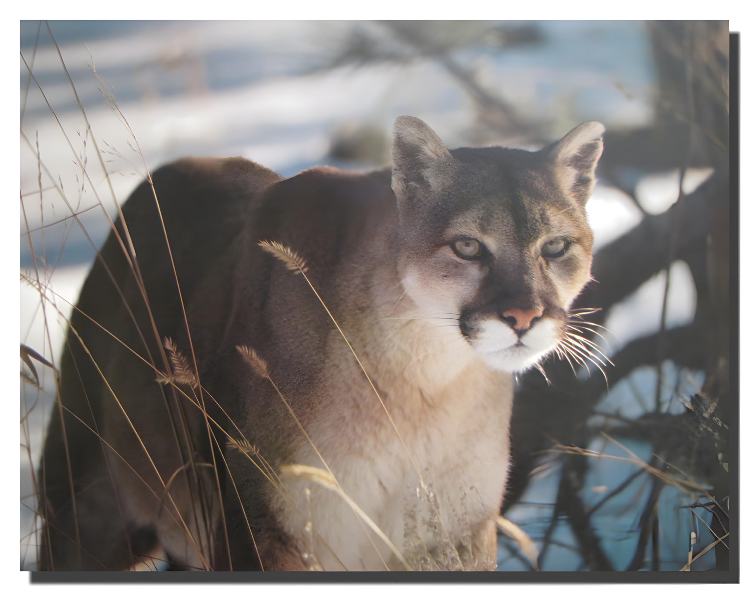 Wild Cougar in Snow Art Print Poster - 16x20 Inch Mountain Lion Wall Decor for Living Room, Bedroom & Office - Wildlife Photography Home Decor Gift