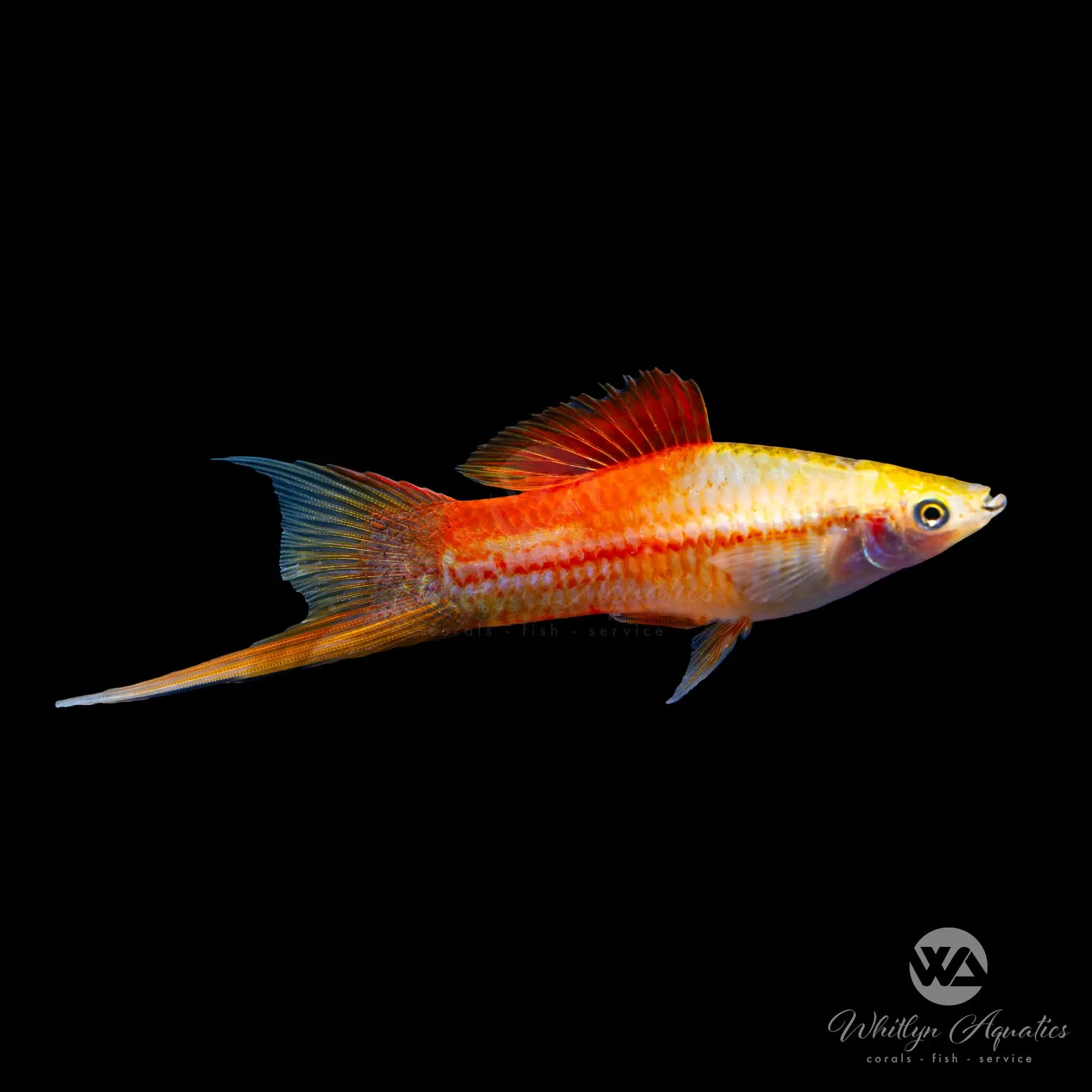 Pineapple Swordtail Fish (Xiphophorus helleri) - Live Aquarium Fish for Freshwater Tanks | Perfect for Community Aquariums & Tropical Fish Tanks