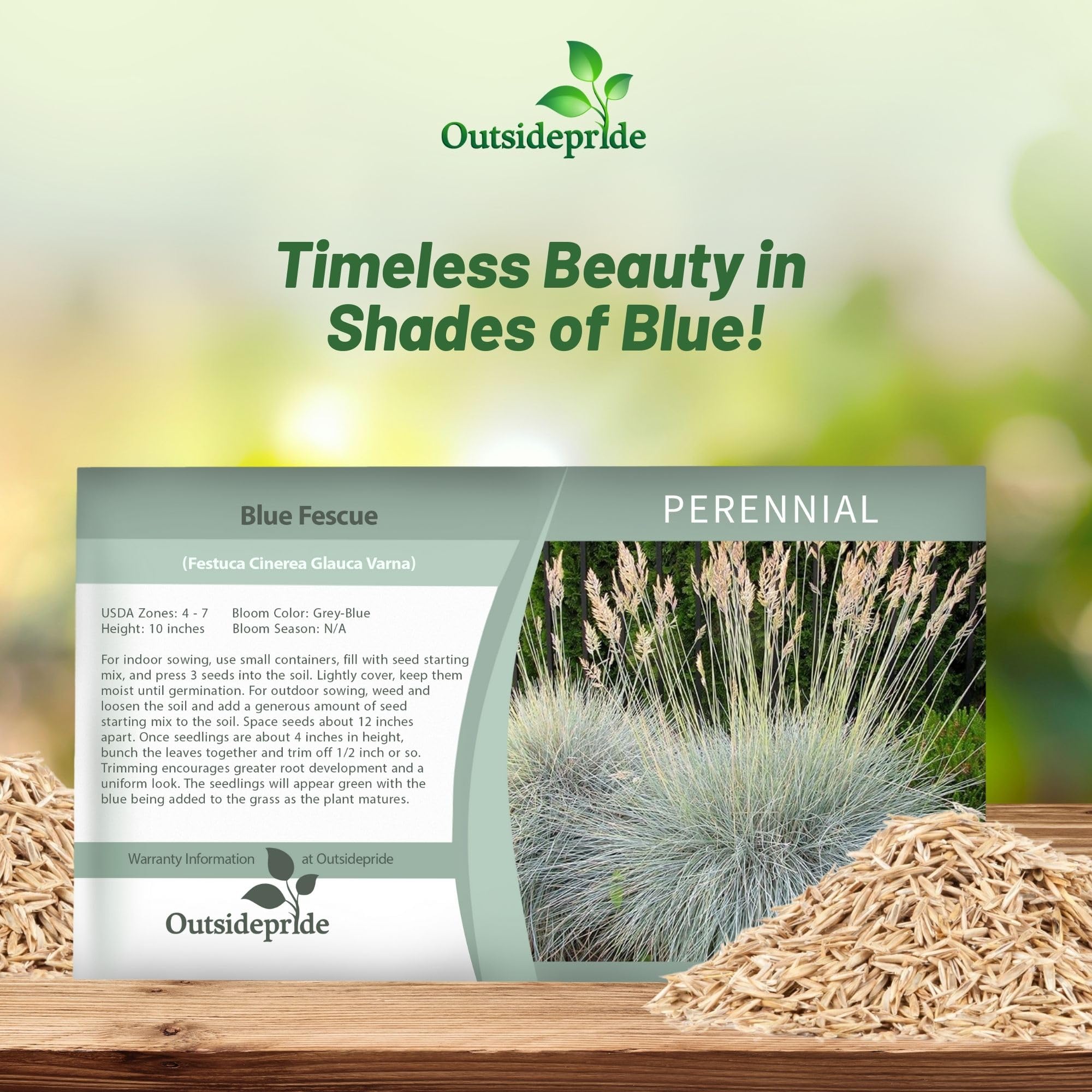 Outsidepride 5000 Seeds - Perennial Festuca Cinerea Glauca Varna Blue Fescue Ornamental Grass Seeds for Landscaping, Garden Borders & Rock Gardens | Drought-Tolerant Ground Cover