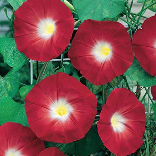 Red Morning Glory Climbing Vine Seeds - 100 Pack for Planting | Fast-Growing Scarlet Flowering Vine for Garden Trellis & Fence Cover | Perfect for Vertical Gardens, Balconies & Outdoor Decor