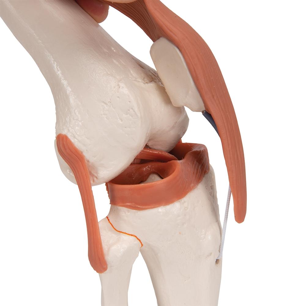 Functional Knee Joint Model - Anatomical Medical Teaching Aid for Students & Professionals | Ideal for Classroom, Lab & Home Study
