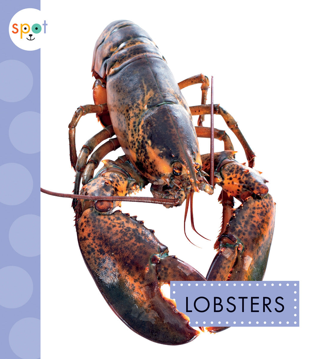 Fresh Live Maine Lobsters for Sale | Premium Seafood Delivered to Your Door | Perfect for Gourmet Dinners & Special Occasions