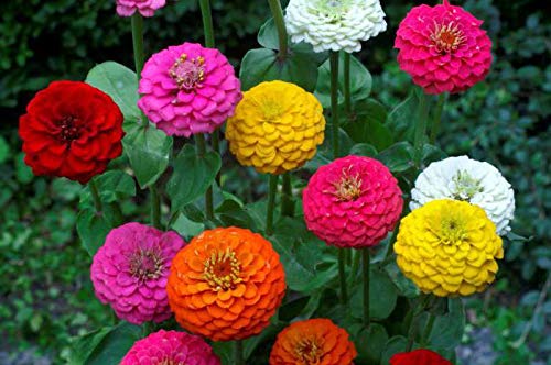 California Giant Zinnia Seeds Mix - Zinnia elegans Pompon Annual Flower Seeds for Outdoor Garden Planting - Perfect for Borders, Beds & Cut Flower Arrangements