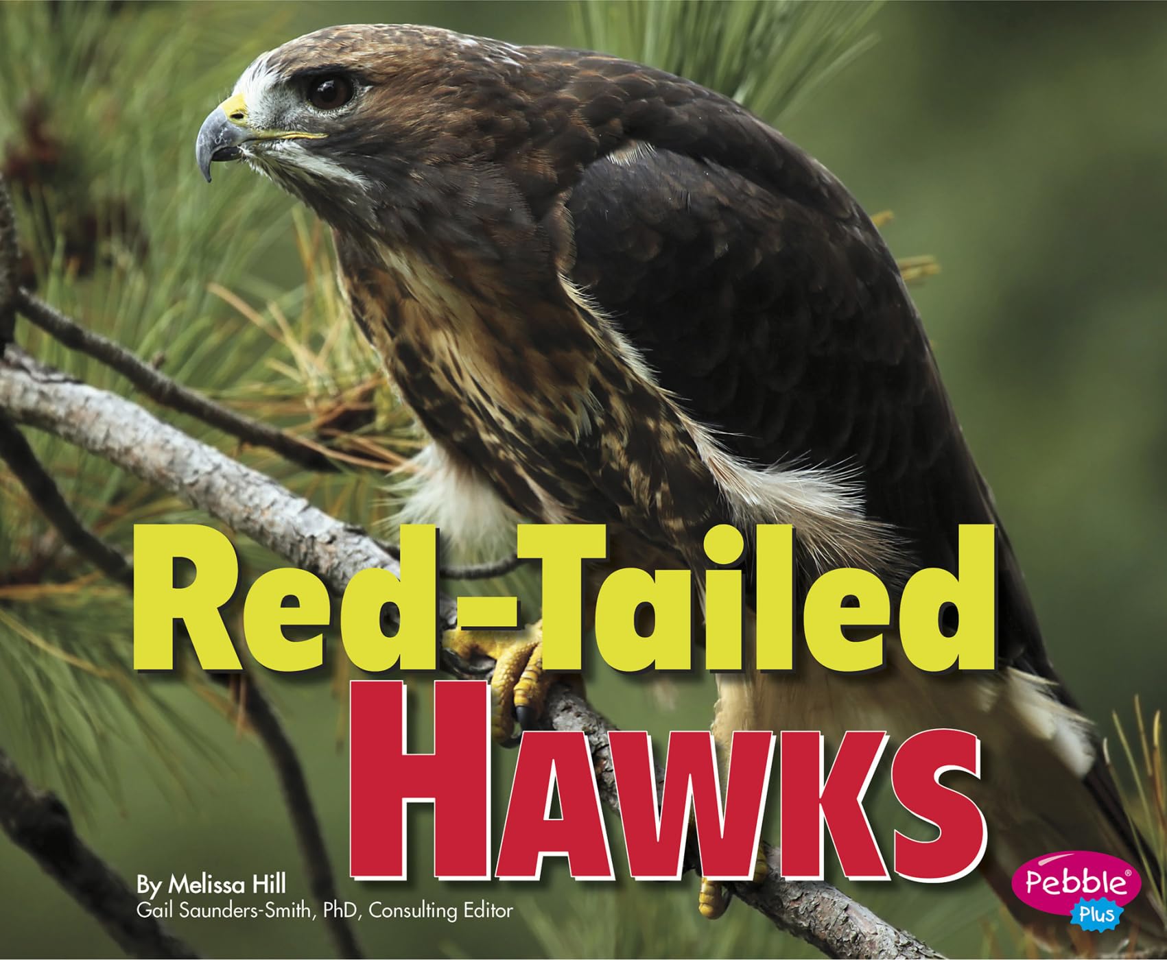Red-Tailed Hawks - Birds of Prey for Bird Watching & Wildlife Photography | Perfect for Nature Enthusiasts & Outdoor Adventures