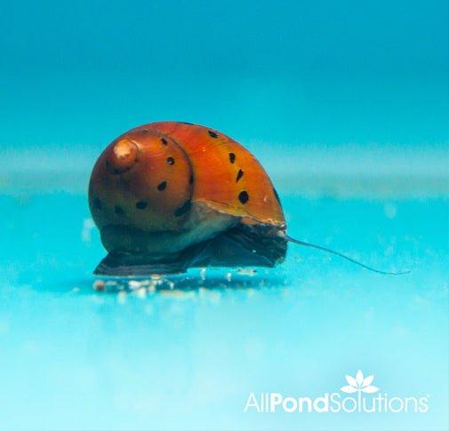 Red Spotted Snails (Neritina Natalensis) - Live Freshwater Aquarium Snails for Algae Control | Perfect for Planted Tanks, Nano Aquariums & Shrimp Tanks