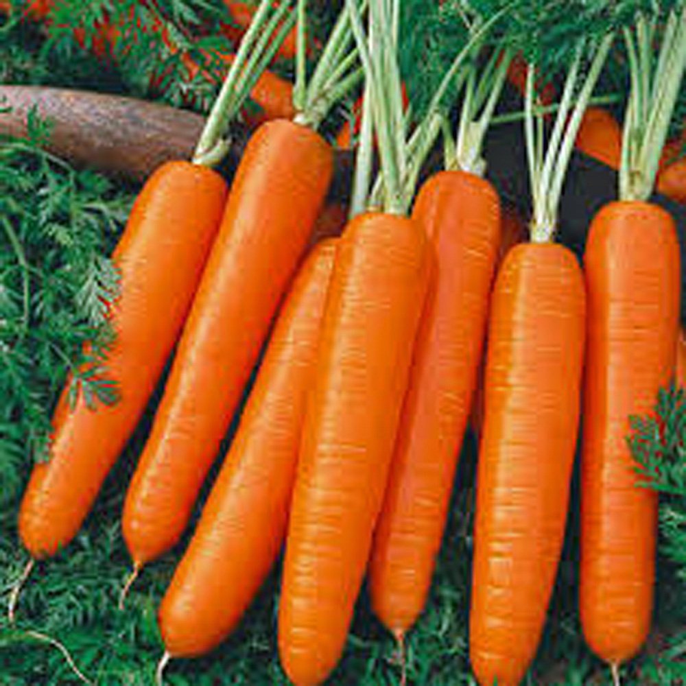 Organic Scarlet Nantes Heirloom Carrot Seeds - 100 Count Non-GMO Vegetable Seeds for Home Gardening, Fresh Snacks & Healthy Eating | Perfect for Salads, Juicing & Kids Lunchboxes