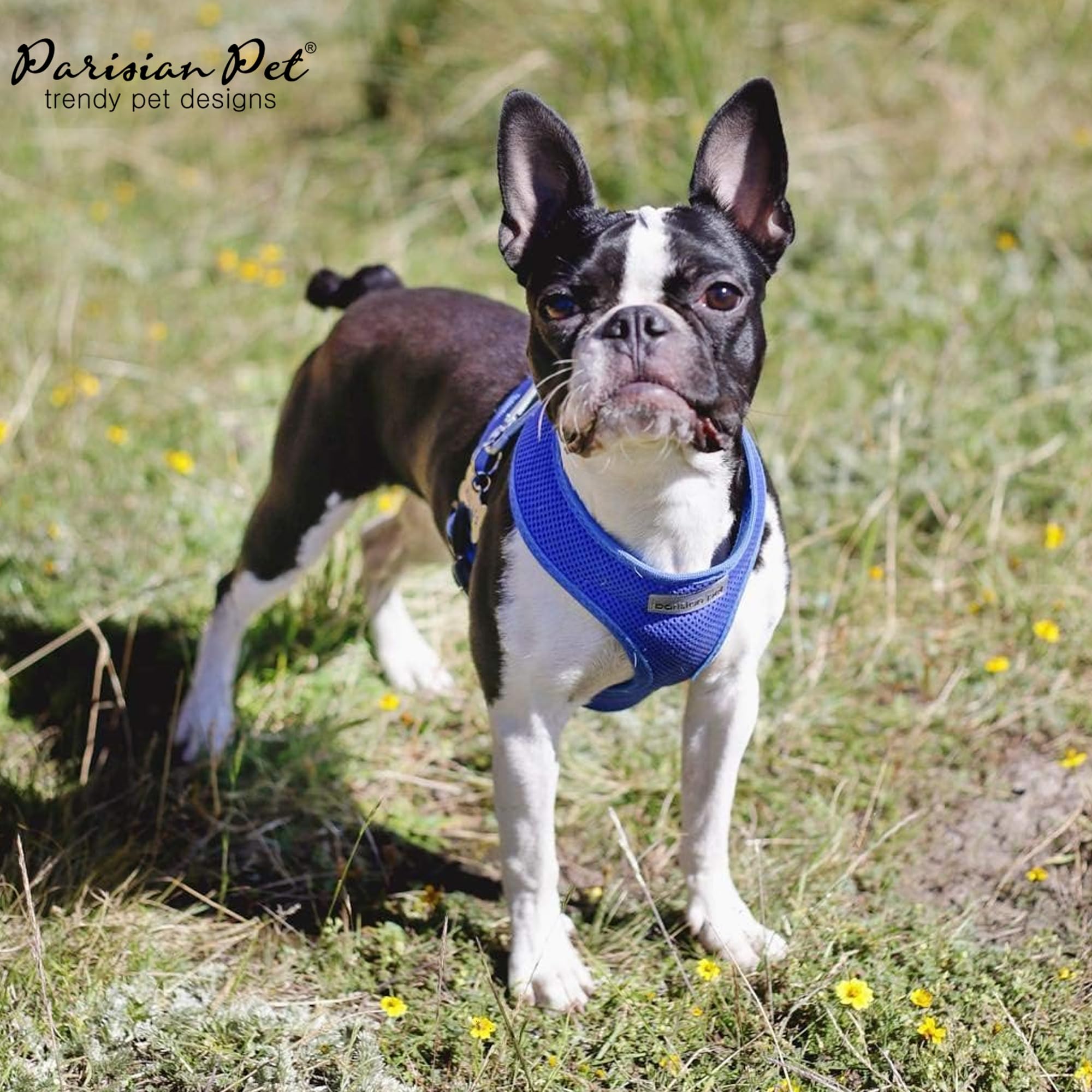 Parisian Pet Adjustable No-Pull Dog Harness - Soft Padded Bright Blue Small Dog Vest for Walking, Running & Hiking - Breathable Cooling Puppy Harness for Outdoor Adventures - Size S