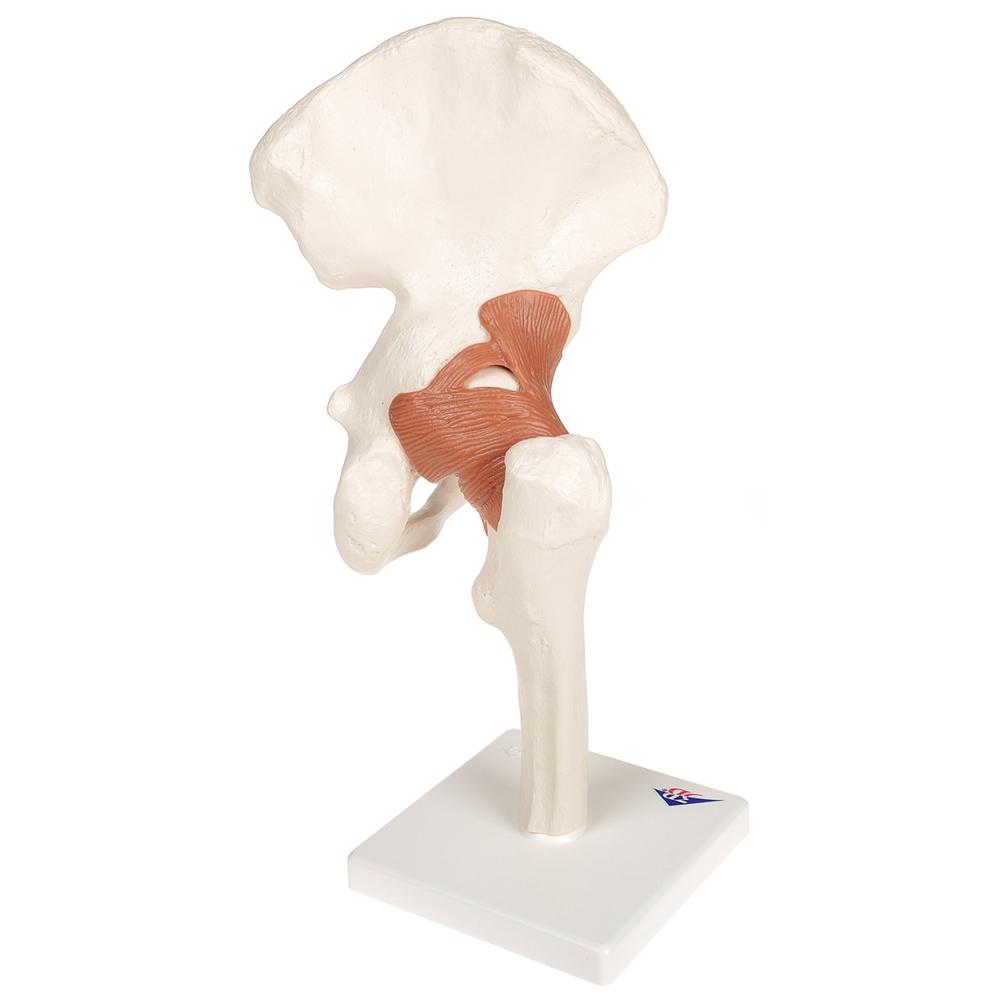Functional Hip Joint Model - Anatomical Medical Demonstration Tool for Students & Professionals | Perfect for Classroom, Lab & Physical Therapy Training