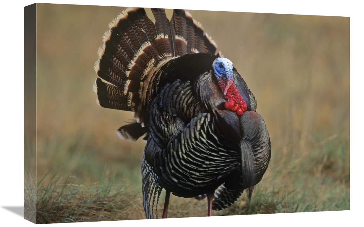 Global Gallery Wild Turkey Male Canvas Art Print - 24x16 Inches - North American Wildlife Wall Decor for Living Room, Bedroom & Office