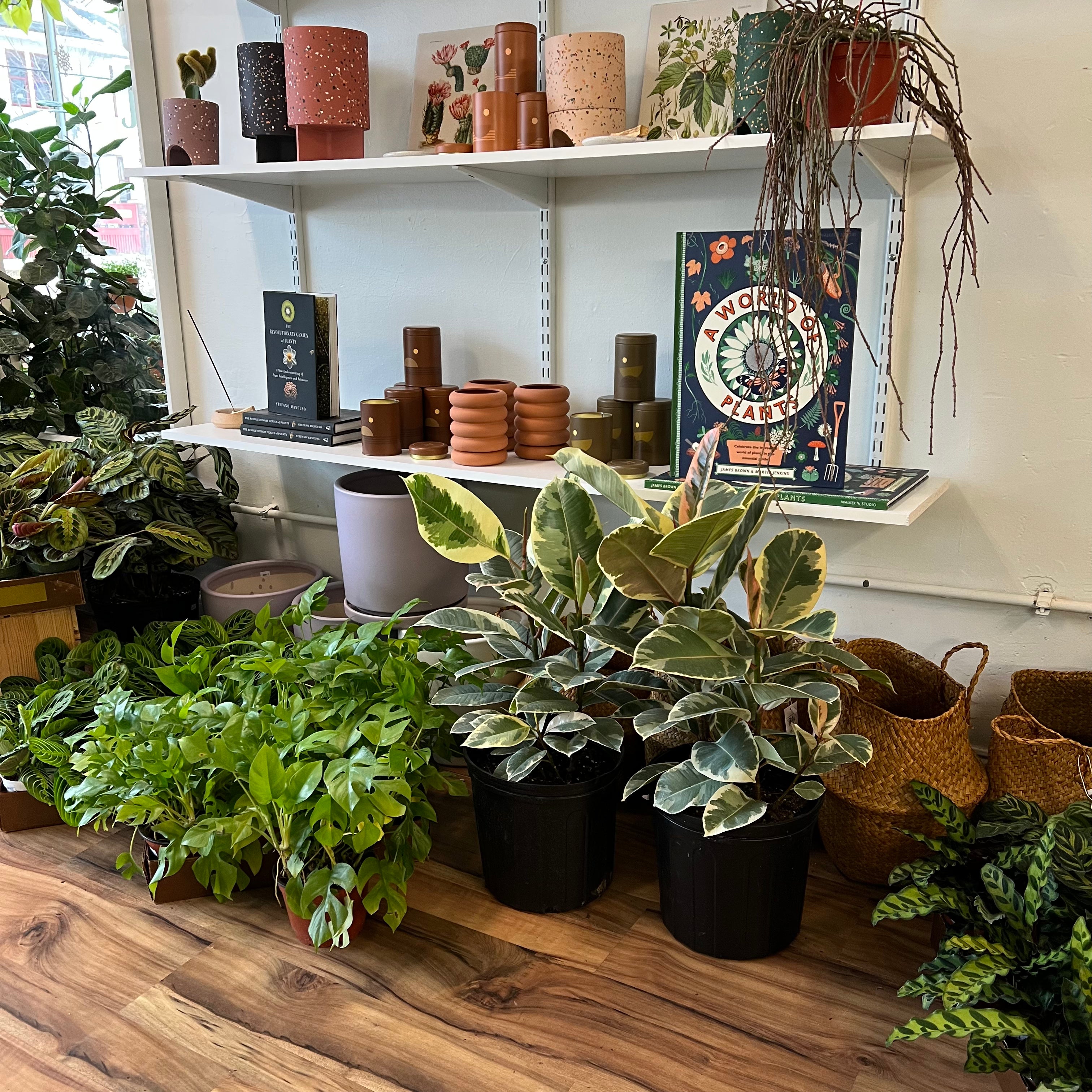 Ficus Tineke Rubber Plant - Live Indoor Houseplant for Home & Office Decor - Perfect for Living Room, Bedroom, or Workspace