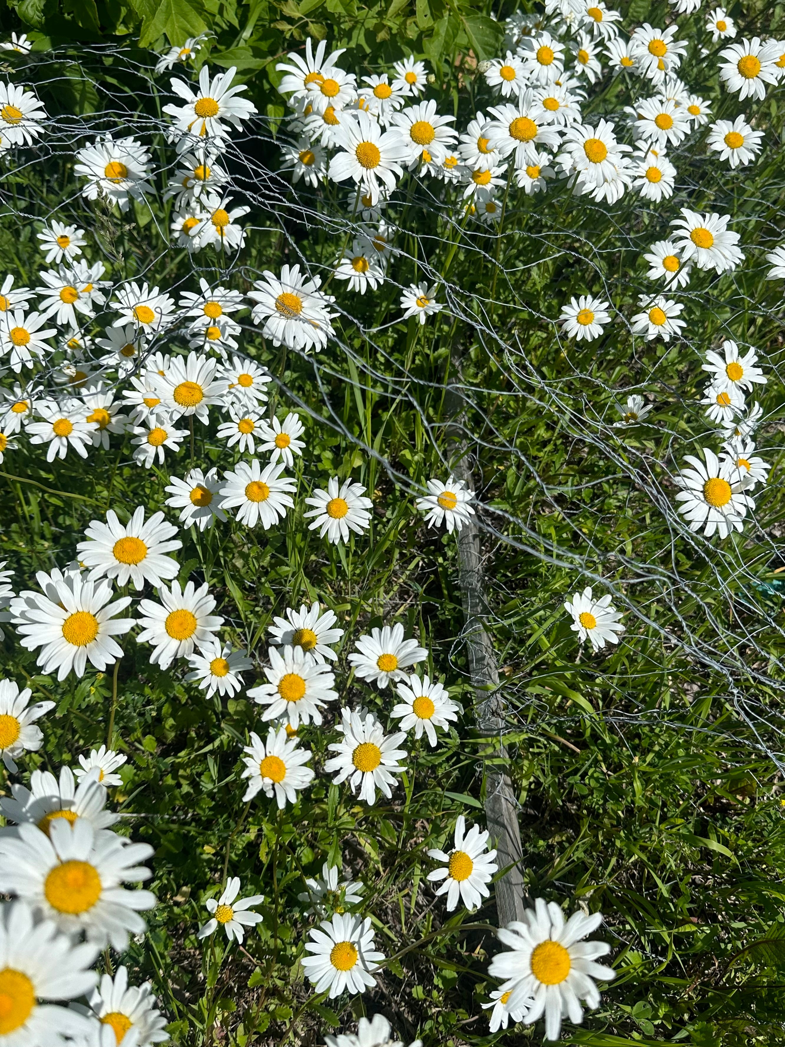Beautiful Daisy Flower Postcards - Set of 10 Blank Greeting Cards for Birthday, Thank You & Friendship - Perfect for Scrapbooking, DIY Crafts & Home Decor