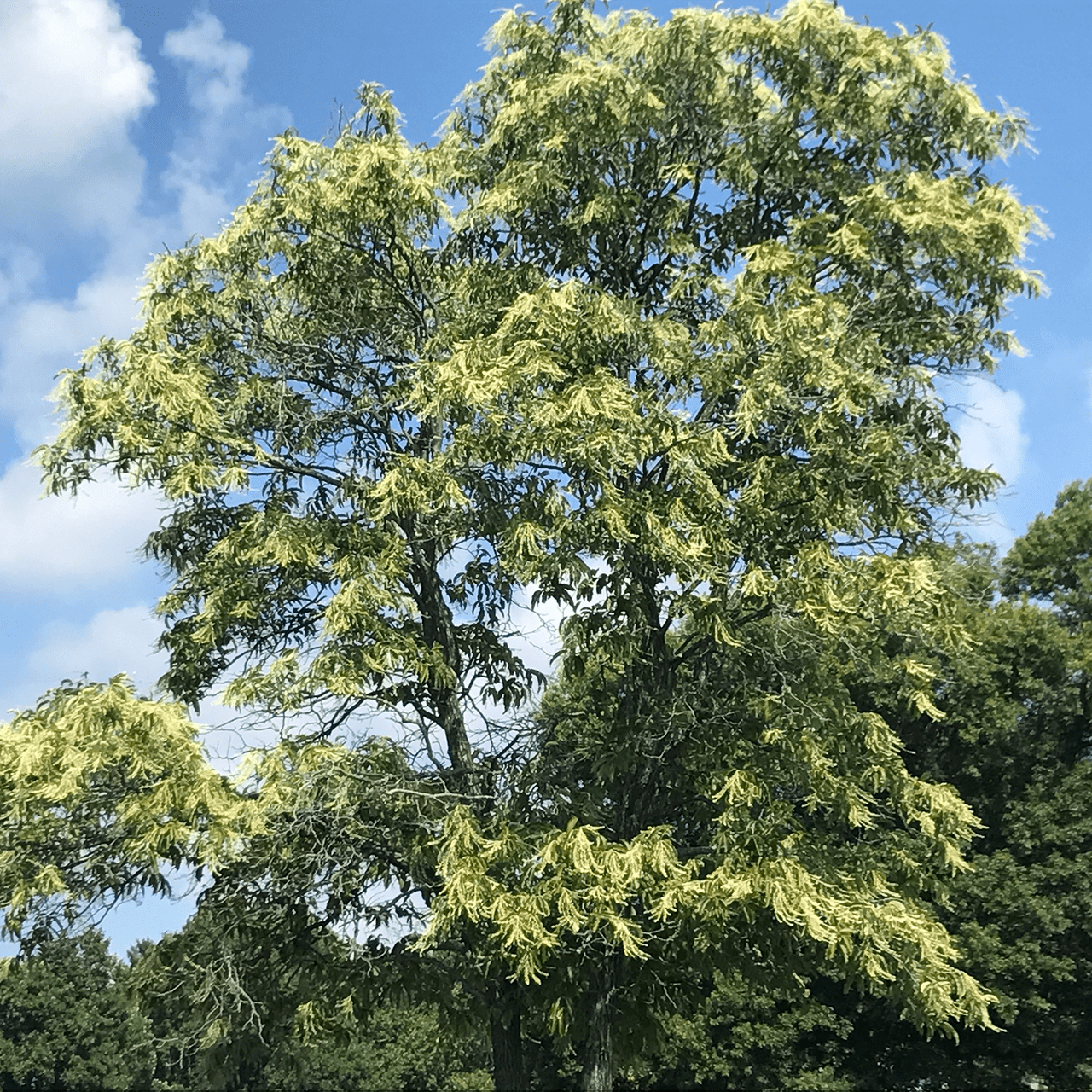 Sourwood Tree (Oxydendrum arboreum) Bare Root - Fast Growing Flowering Tree for Landscaping, Pollinator Gardens & Fall Color