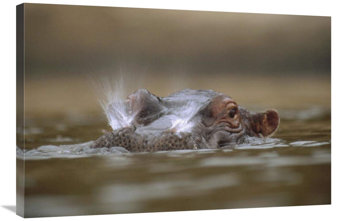 24x36 Inch Hippopotamus Breathing at Water Surface Kenya Wildlife Art Print by Tim Fitzharris - Perfect for Home Decor, Office Wall Art & African Safari Themed Rooms