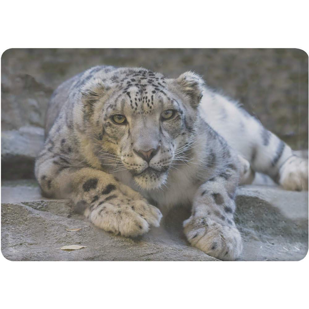 Azeeda 'Snow Leopard' Collectible Fridge Magnet - FM00005718 - Perfect for Home, Office & Travel Decor
