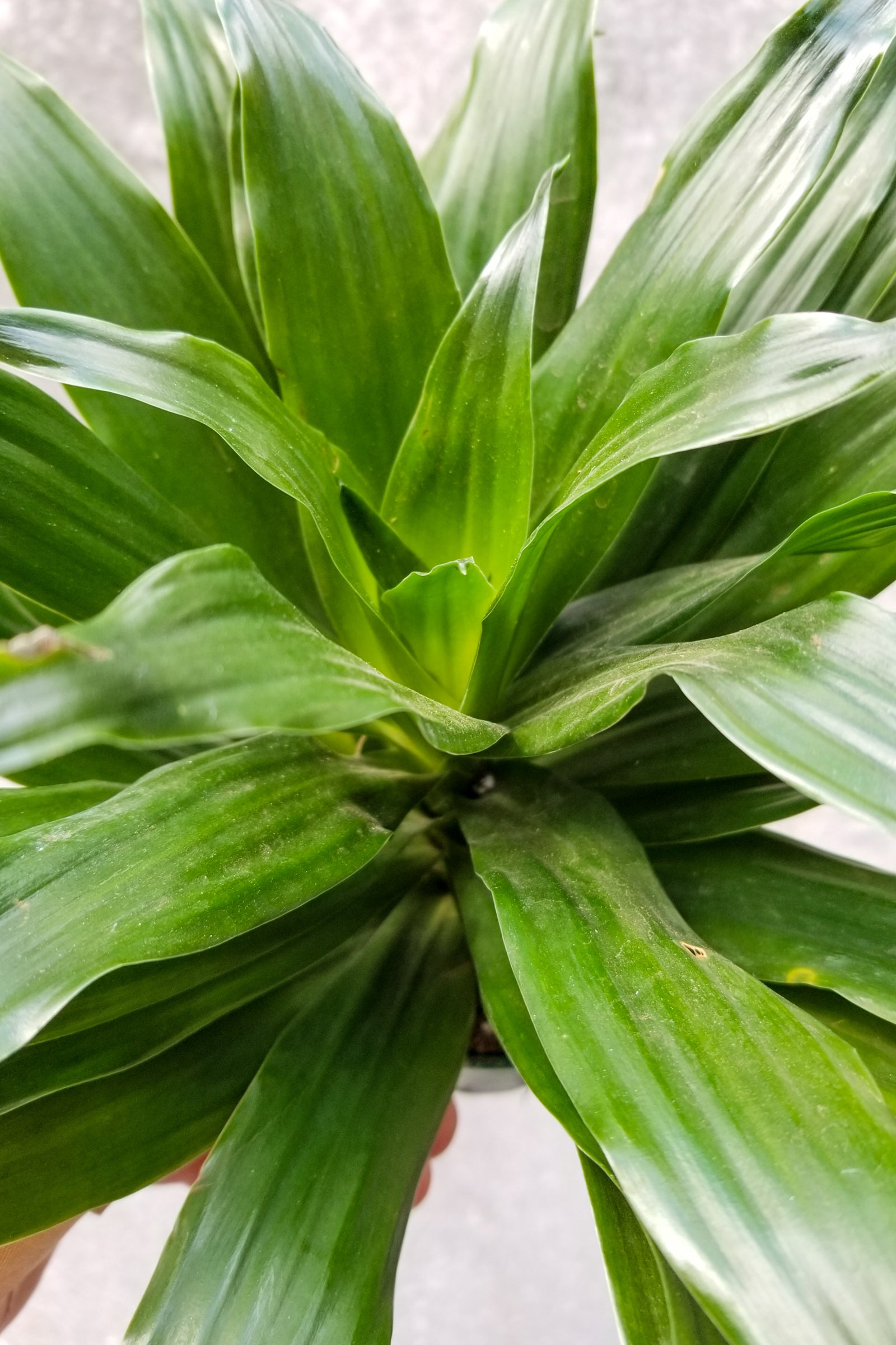 Dracaena 'Janet Craig Compacta' 4-inch Indoor Plant - Low Light Houseplant for Home & Office Decor | Perfect for Desks, Shelves, and Tabletops
