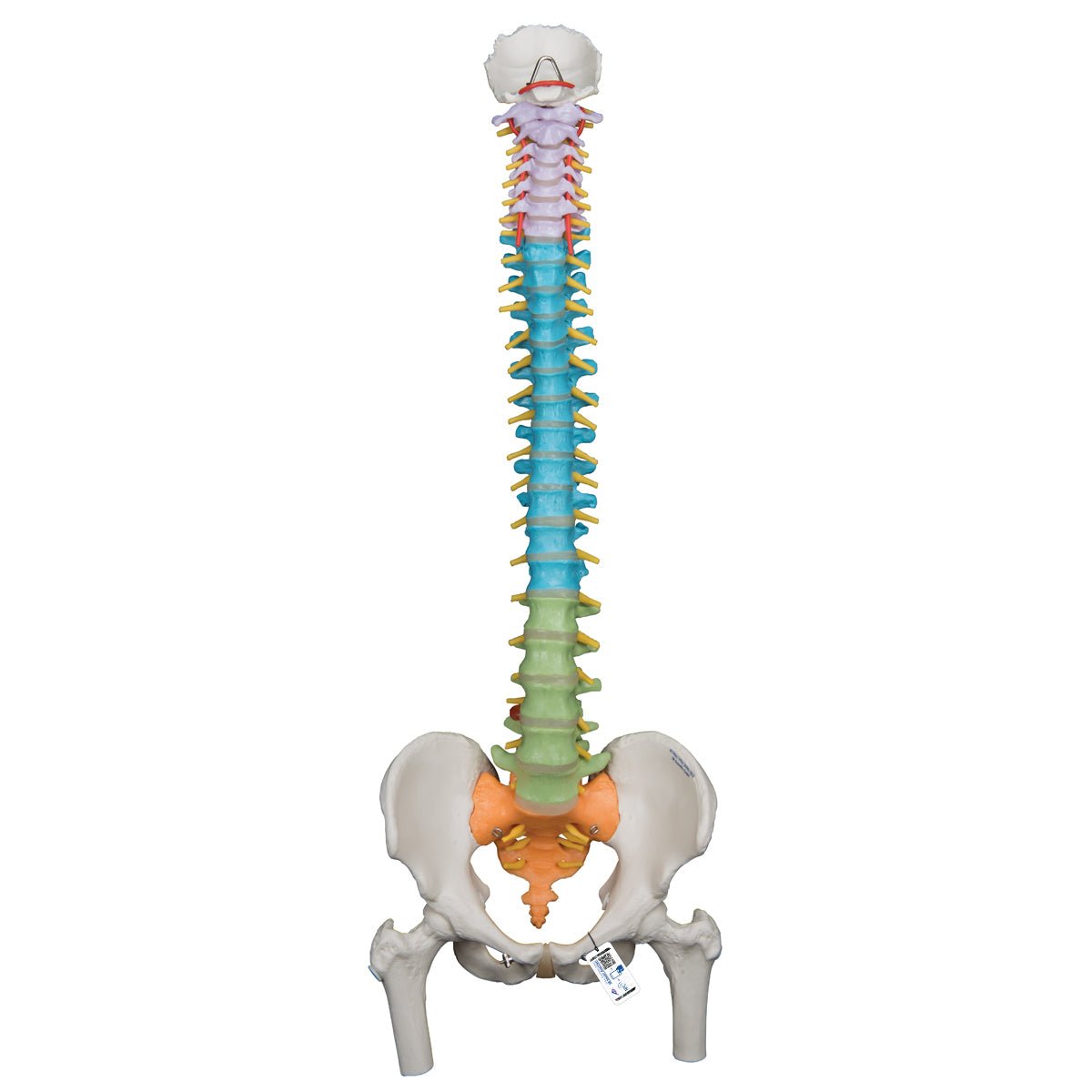 Didactic Flexible Spine Model with Femur Heads - Anatomical Teaching Tool for Medical Students & Chiropractors - Perfect for Classroom, Lab & Clinical Training