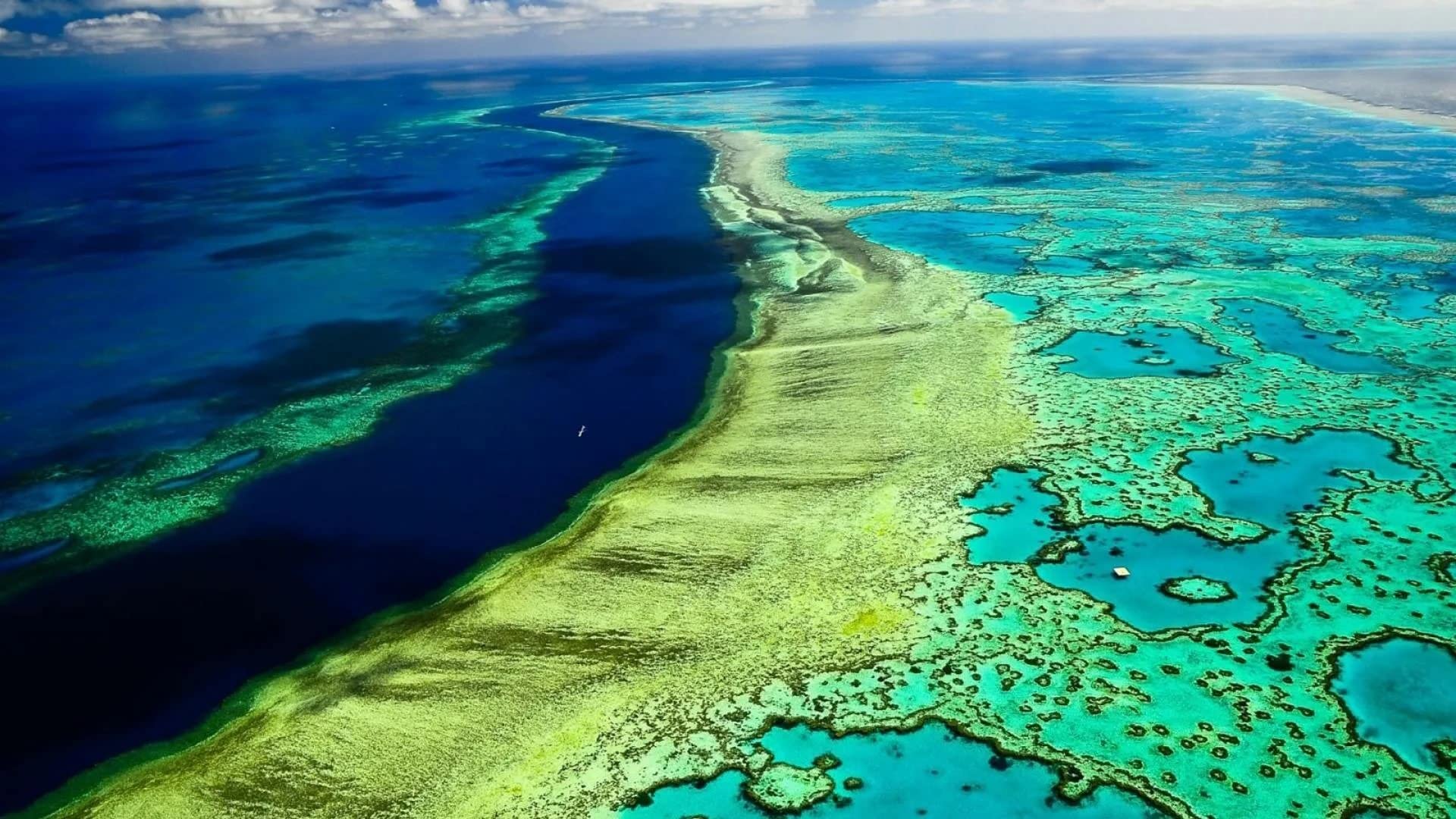 1000-Piece Great Barrier Reef Australia Jigsaw Puzzle - Wooden Nature Scenery Puzzle for Adults & Teens - Perfect for Home Decor, Family Game Night & Stress Relief