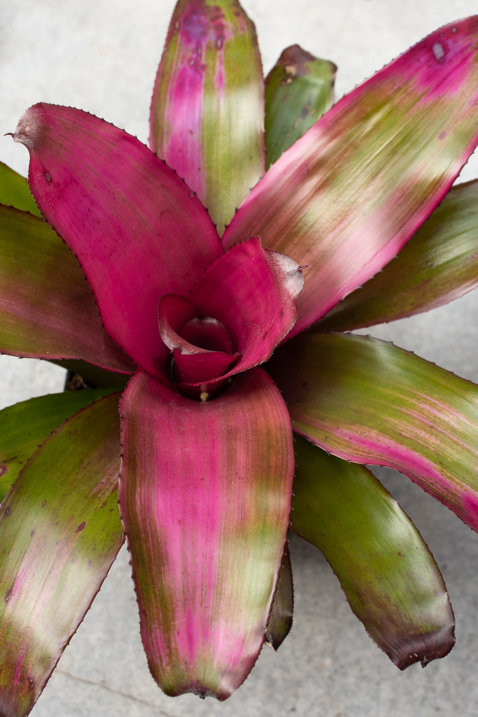 6 Pack Bromeliad Plants - Tropical Indoor & Outdoor Houseplants for Home Decor, Office, Garden, and Landscaping
