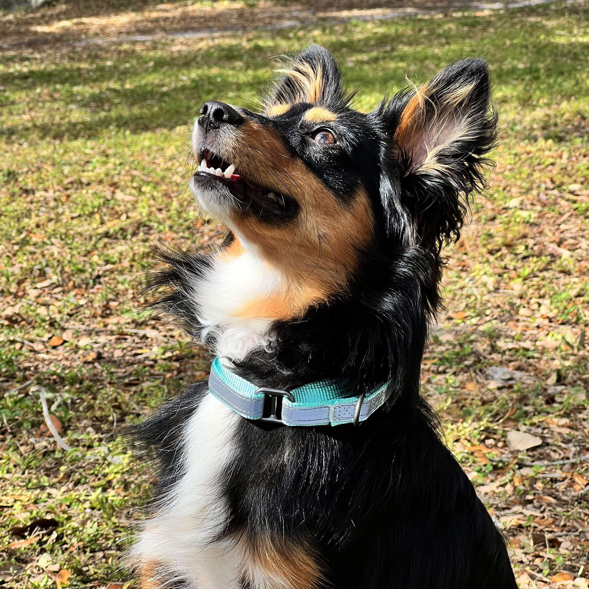 Reflective Martingale Dog Collar - Adjustable Safety Collar for Night Walks, Training & Outdoor Adventures with Bright LED Visibility
