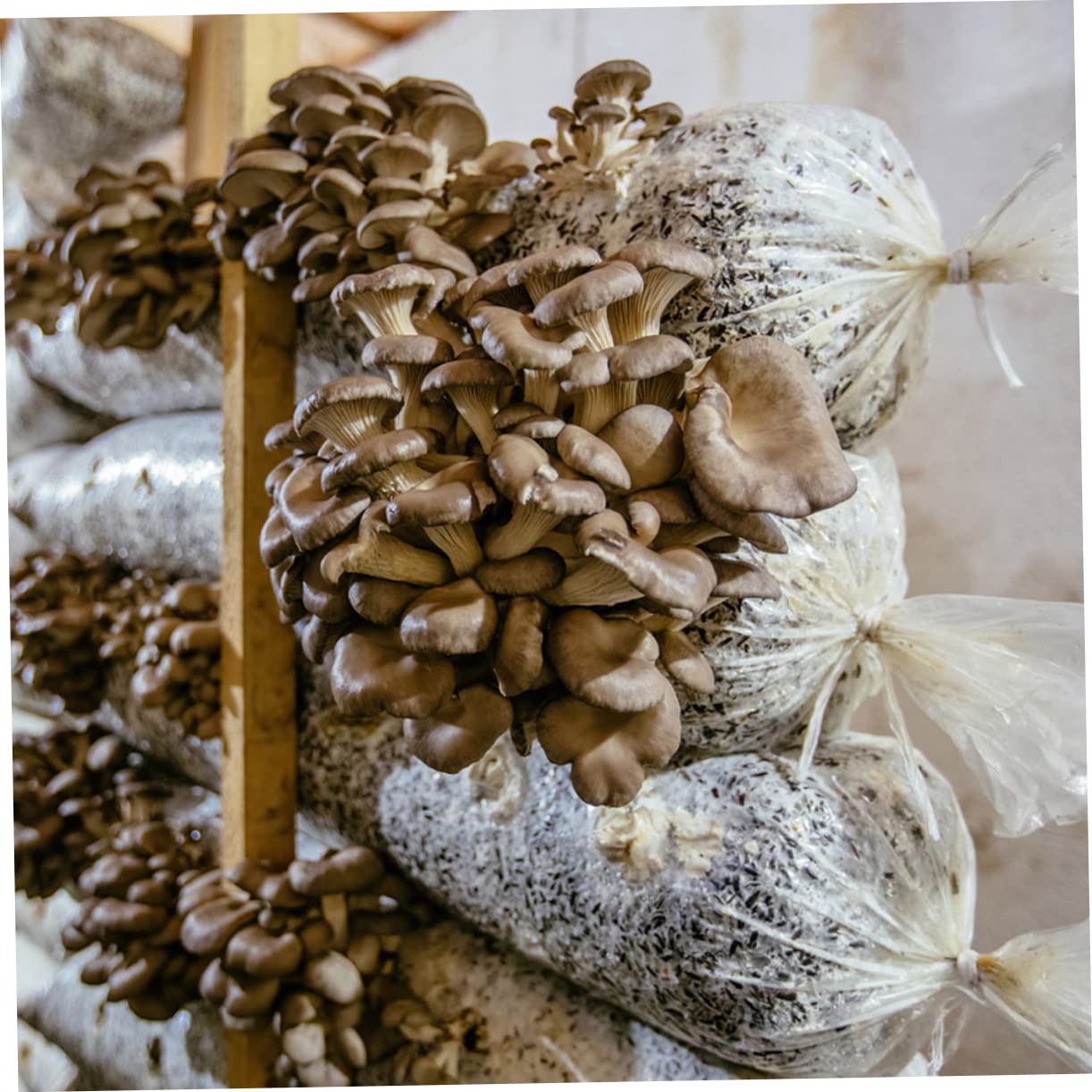 Happyyami 150-Pack Mushroom Growing Bags - High Pressure PP Cereals Spawn Bags for Farm & Home Cultivation | Mushroom Spores Kit for Oyster, Shiitake & More | Perfect for Organic Farming & DIY Mushroom Growers