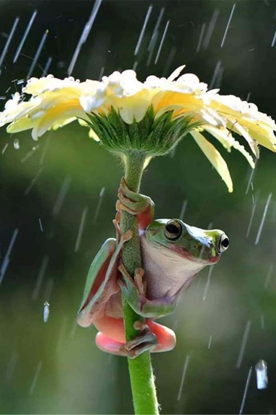 500-Piece Wooden Jigsaw Puzzle - Frog Under Flower Design for Adults, Teens & Kids | Educational Brain Challenge Game | Family Fun Activity & Home Decor | Perfect for Relaxation, Birthday Gifts & Classroom Learning