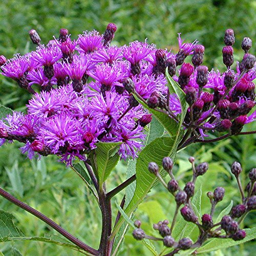 Ironweed Seed Bombs (Vernonia fasciculata) - 20 Pack Bulk Seed Balls for Fall Planting | Native Wildflower Seeds for Pollinator Gardens, Meadow Restoration & DIY Landscaping Projects