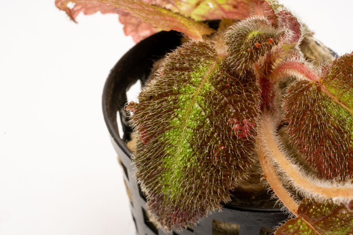 Episcia Emerald Velvet Plant - Live Houseplant for Indoor Decor, Low Light & Shade Gardens - Perfect for Home, Office, or Gift Giving