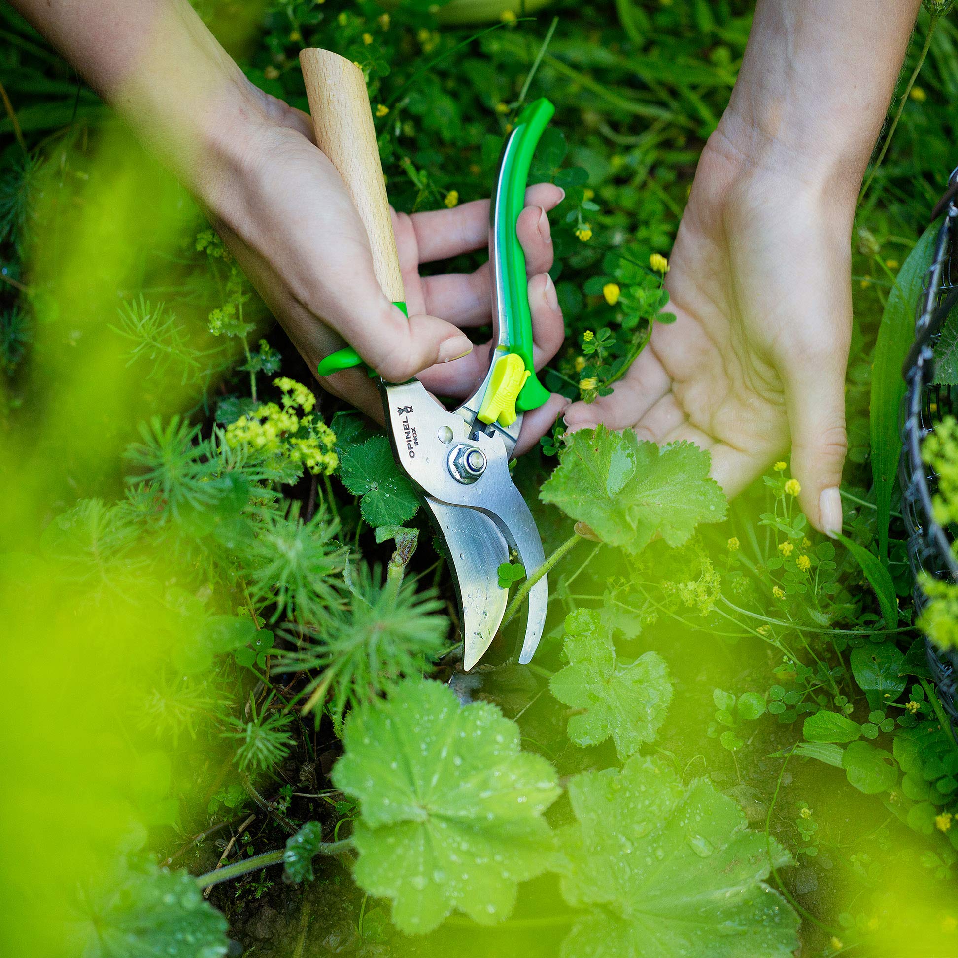 Opinel Premium Stainless Steel Hand Pruning Shears - Non-Slip Beech Wood Handle Garden Scissors for Trimming, Hedge Cutting & Lawn Care (Blue) | Ideal for Gardening, Landscaping & Outdoor Plant Maintenance