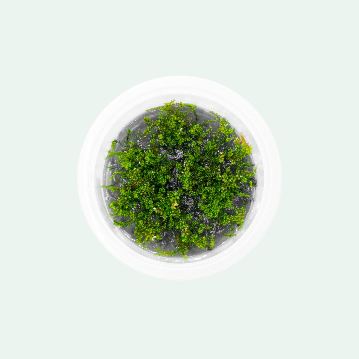 Premium Pearl Moss for Terrariums & Fairy Gardens - Natural Decorative Moss for DIY Plant Displays, Miniature Landscapes & Home Decor