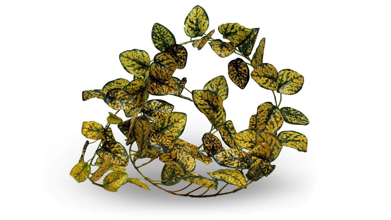 Pangea Leafy Vine for Reptile Terrarium Habitat - Natural Japanese Laurel Climbing Plant for Chameleons, Geckos & Snakes - Perfect for Jungle-Themed Enclosures & Reptile Decor