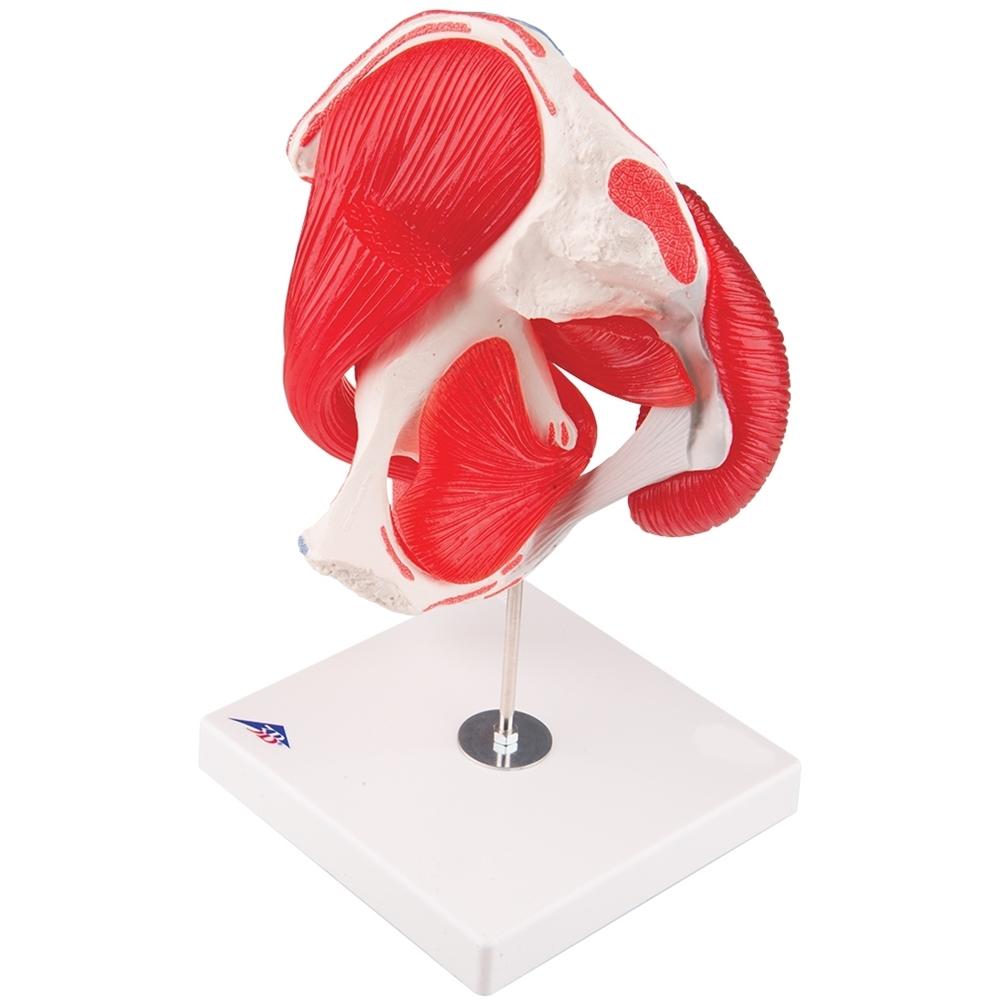 7-Part Hip Joint Model with Muscles - Anatomical Educational Tool for Medical Students, Doctors, and Physical Therapists - Perfect for Classroom, Lab, and Clinical Demonstrations