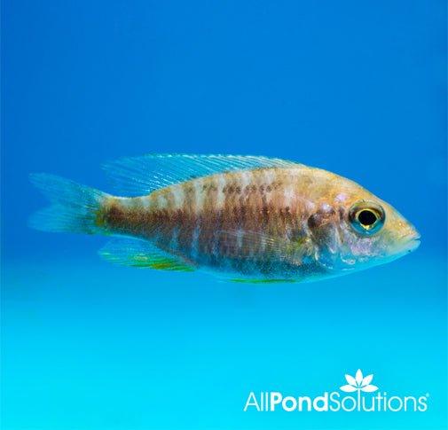 Aulonocara Baenschi Yellow Peacock Cichlid - Vibrant Tropical Fish for Aquarium & Fish Tank Enthusiasts | Perfect for Home Aquascaping & African Cichlid Tanks