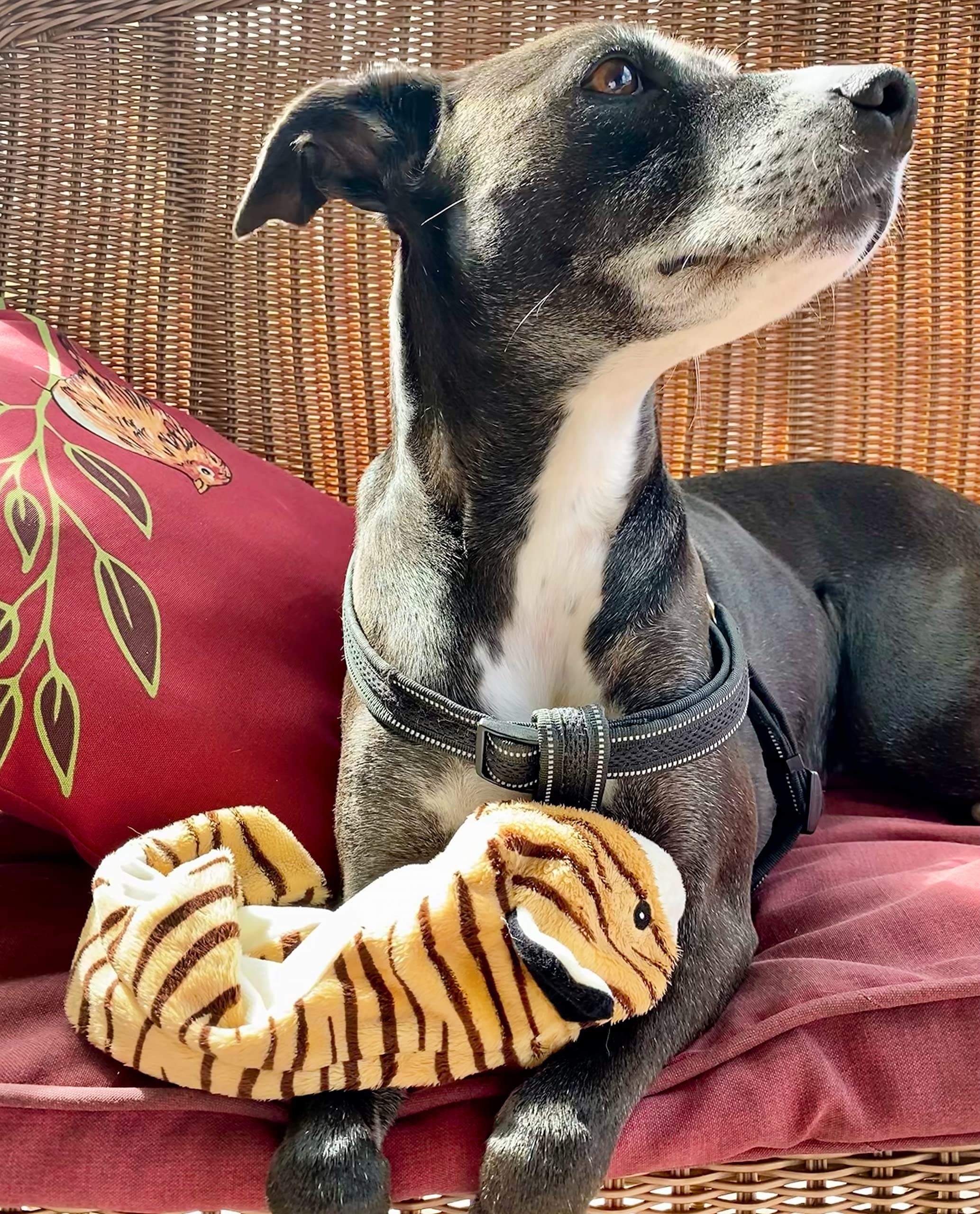 Soft Tiger Plush Dog Toy for Medium Dogs - No Stuffing, 2 Squeakers, Machine Washable & Mess-Free | Perfect for Playtime, Training, and Puppy Chewing Relief