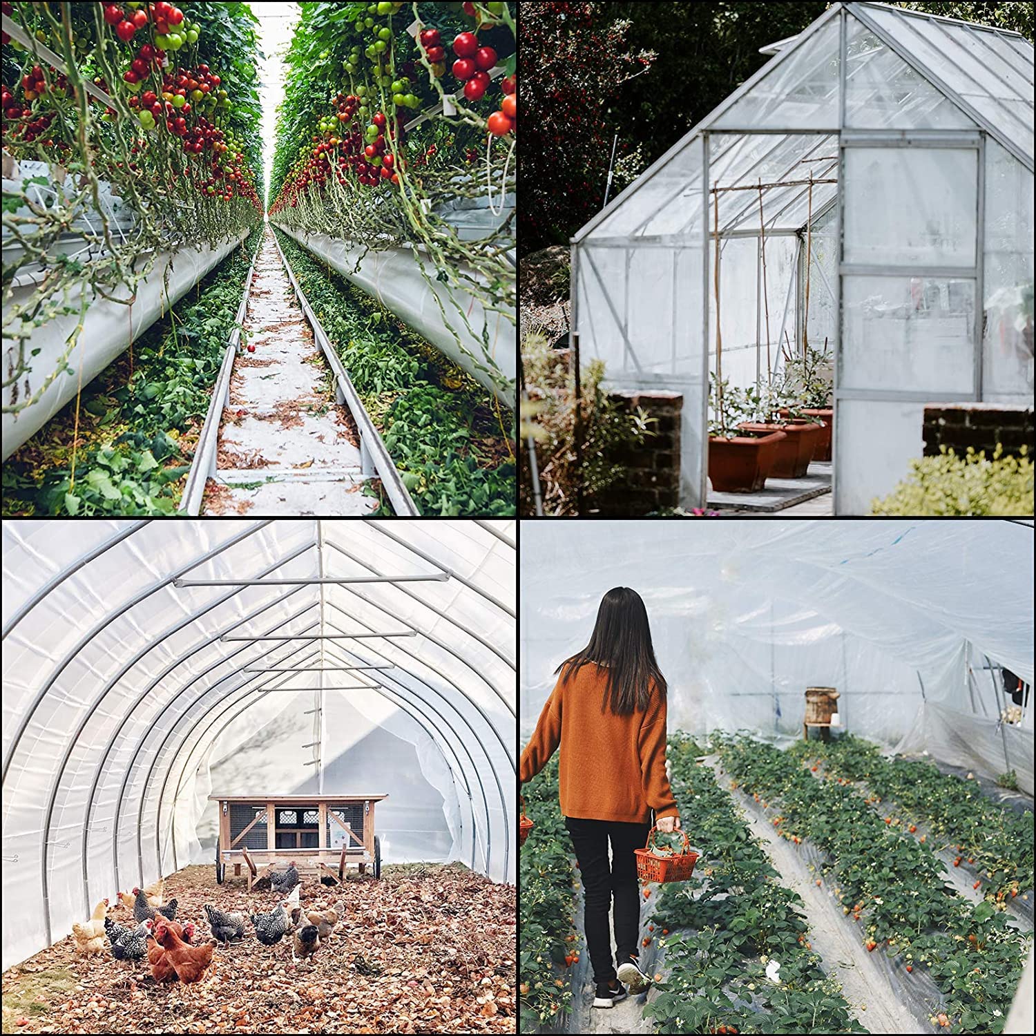 VEVOR 24x50 ft Greenhouse Plastic Sheeting - 6 Mil Clear UV Resistant Polyethylene Film for Hoop Houses, Farms & Gardens | Durable Plant Protection Cover for Vegetables, Flowers & Seedlings