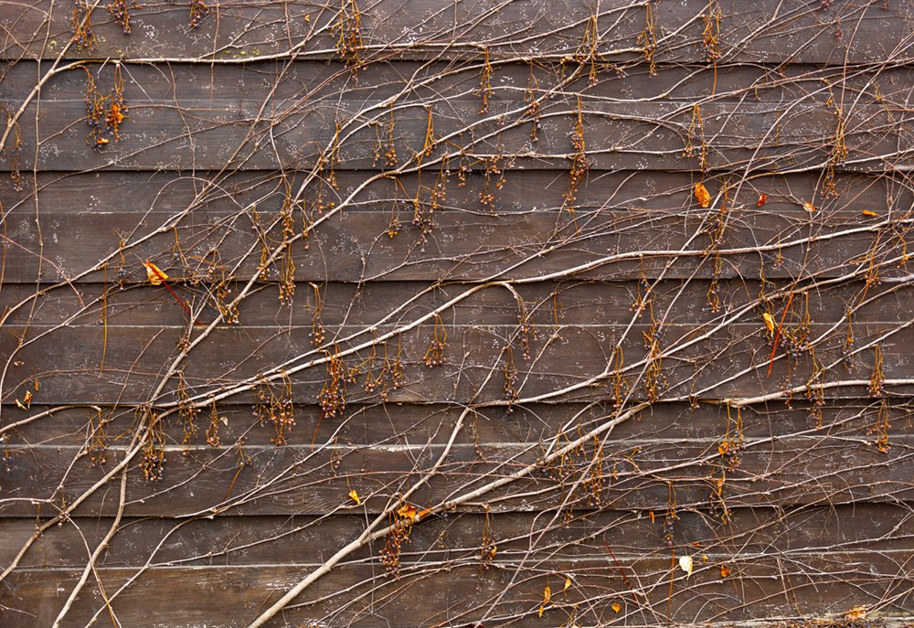 Orange Vines Draping on Wood Panel Wall Mural - Removable Wallpaper, 66x96 Inches, Perfect for Living Room, Bedroom, and Office Decor