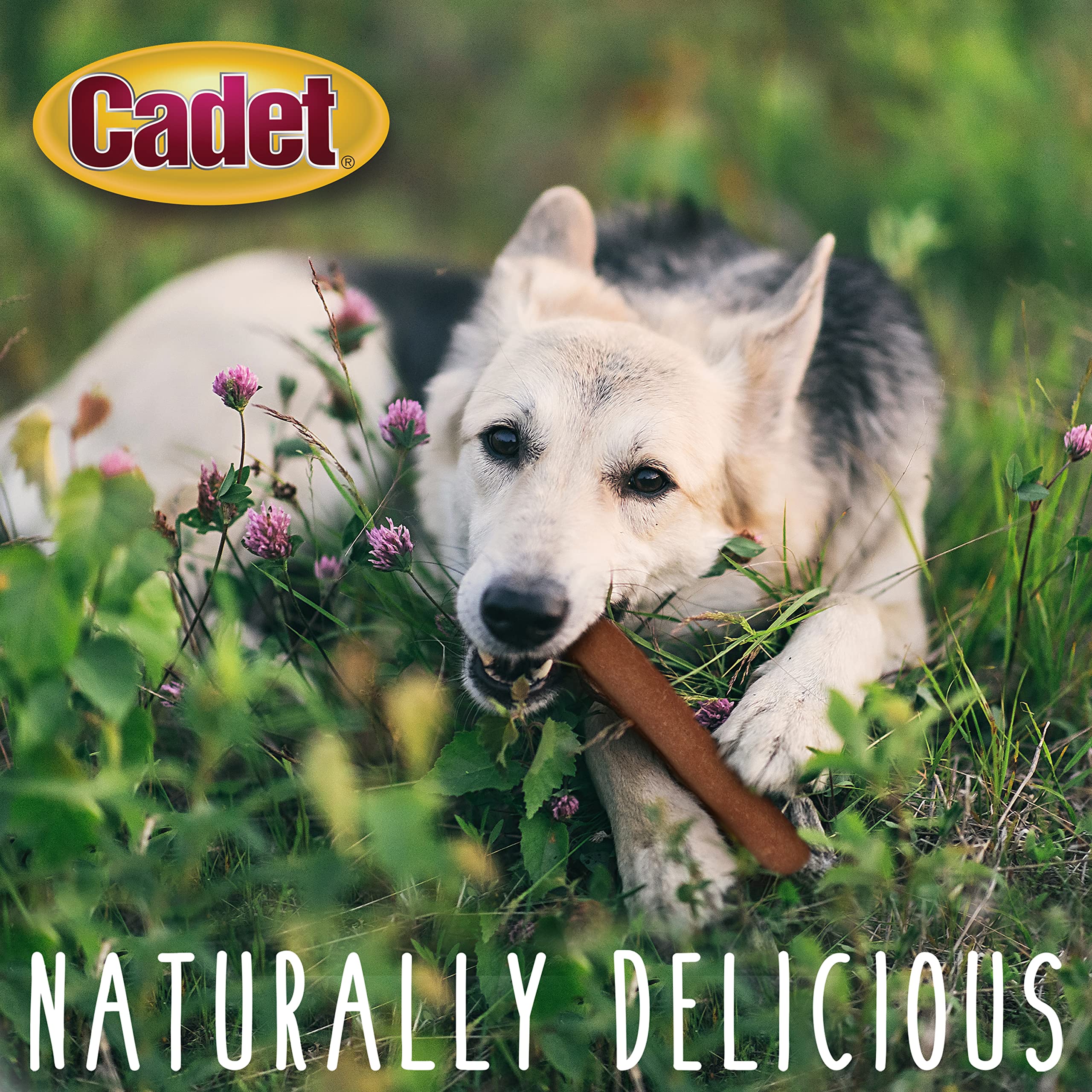 Premium Gourmet Savory Duck Rolls Dog Treats - All-Natural, Healthy Duck Chews for Small & Large Breeds - USA Inspected & Tested Rawhide-Free Alternative (7 Inch, 2 Count) - Perfect for Training Rewards, Dental Health & Long-Lasting Chewing Fun