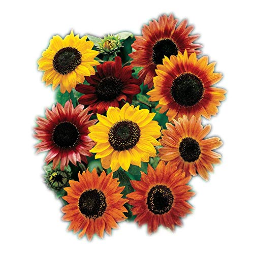 Large Flowered Mix
